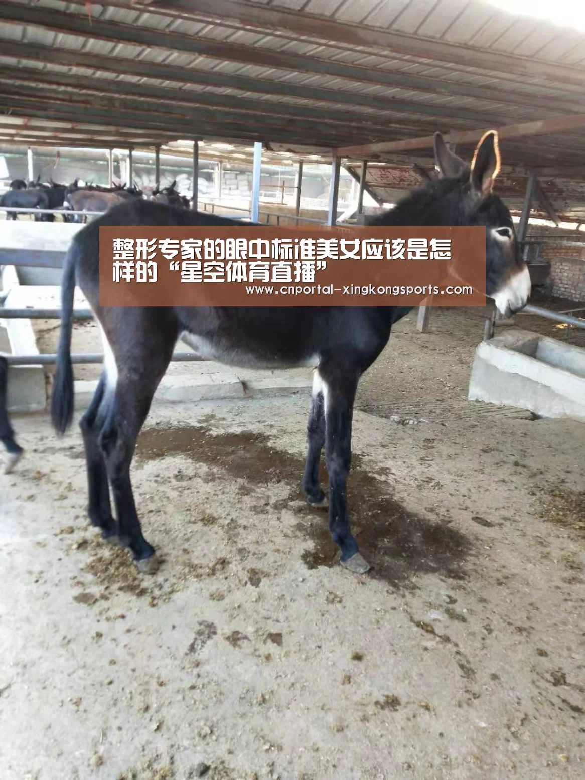 星空体育直播